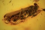 Fossil Cicada (Auchenorrhyncha) In Baltic Amber #109476-2